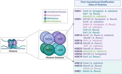 Potential antifungal targets based on histones post-translational modifications against invasive aspergillosis